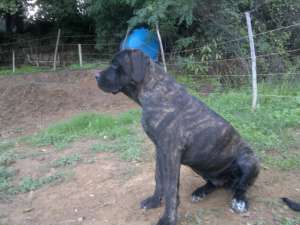 Catei Cane Corso
