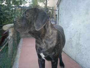 Catei Cane Corso