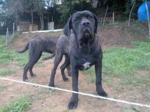 Catei Cane Corso