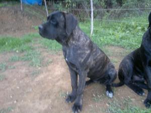 Catei Cane Corso
