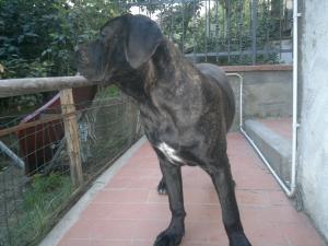 Catei Cane Corso