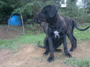 Catei Cane Corso