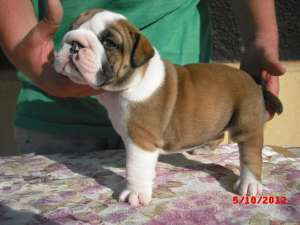Bulldog englez de vanzare
