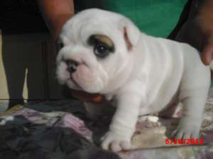 Bulldog englez de vanzare