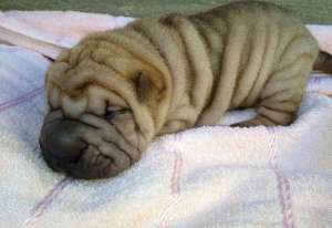 vand pui shar pei