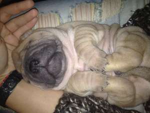 vand pui shar pei