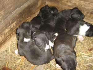 vand pui amstaff, fara pedigree, detin ambii parinti, momentan cateii au 3 sapt.pleaca cu carnet si 