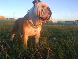 Monta bulldog englez