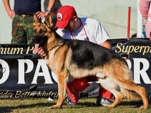 vand pui ciobanesc german cu pedigree