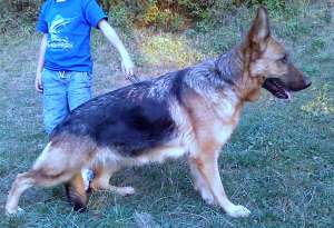 vand pui ciobanesc german cu pedigree