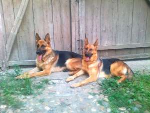 vand pui ciobanesc german cu pedigree