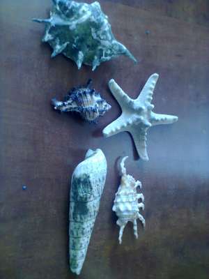 accesoriu agvariu