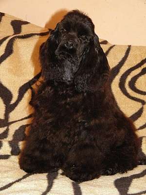 Crescator vand mascul negru de Cocker Spaniel,  complet vaccinat , foarte frumos,  sociabil si jucau