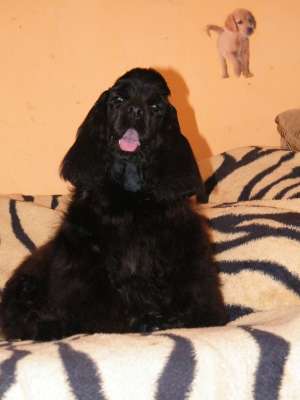 Crescator vand mascul negru de Cocker Spaniel,  complet vaccinat , foarte frumos,  sociabil si jucau