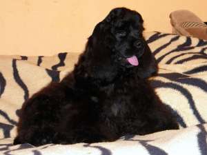 Crescator vand mascul negru de Cocker Spaniel,  complet vaccinat , foarte frumos,  sociabil si jucau