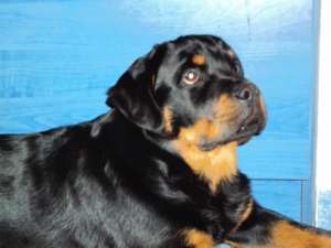 Femele rottweiler cu pedigree