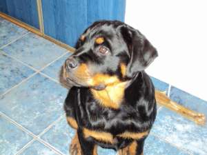 Femele rottweiler cu pedigree