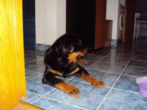 Femele rottweiler cu pedigree