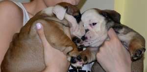 Catei Bulldog Englez de vanzare