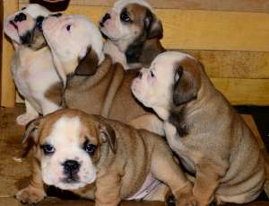 Catei Bulldog Englez de vanzare