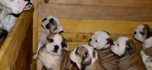 Catei Bulldog Englez de vanzare