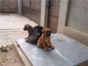 Cane Corso pui de 12 saptamani si adulti