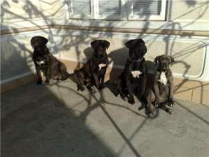 Cane Corso pui de 12 saptamani si adulti