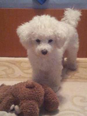 ofer bichon maltese mascul pentru imperechere