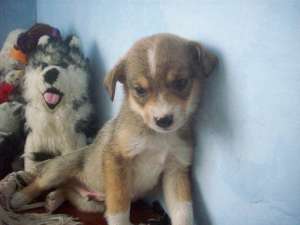Adoptie GRATIS Jack russell rasa pura