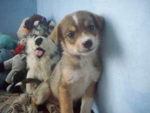 Adoptie GRATIS Jack russell rasa pura