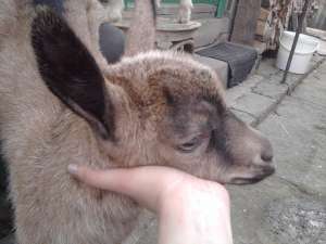 ied alpin francez