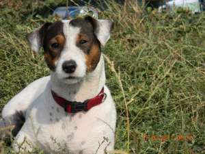 jack russel imperecheri
