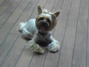 Vand pui Yorkie
