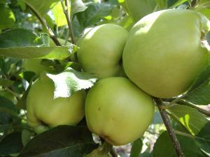 POMI FRUCTIFERI