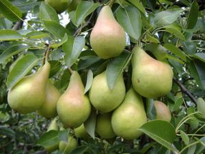 POMI FRUCTIFERI