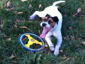 monta Parson Russell Terrier