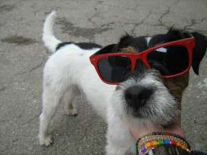 monta Parson Russell Terrier