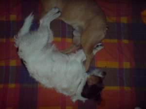 monta Parson Russell Terrier