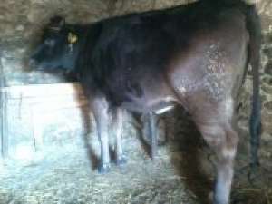 VAND JUNICA GESTANTA SI VACA CU LAPTE GESTANTA