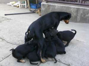 Pui Jagdterrier