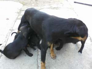 Pui Jagdterrier