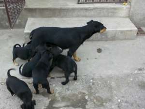 Pui Jagdterrier