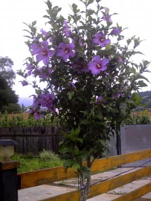 hibiscus syriacus(trandafiri japonezi de exterior)