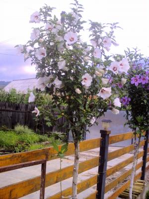 hibiscus syriacus(trandafiri japonezi de exterior)