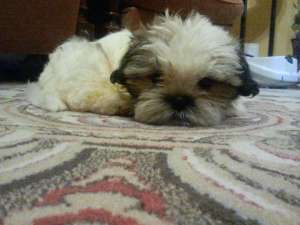 vand baietel shih tzu