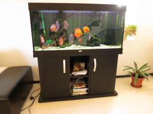 Vand acvariu Juwel Rio 300