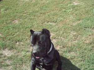 mascul cane corso  caut femela