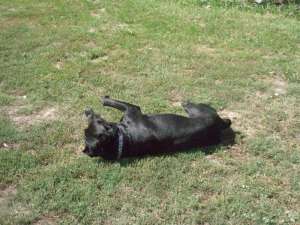 mascul cane corso  caut femela