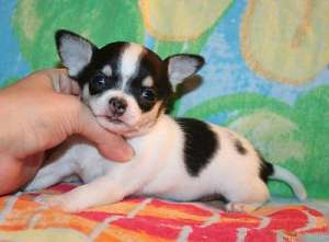 AKC APPLE HEAD PUI Chihuahua DISPONIBILE!