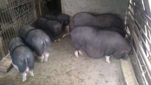 porci vietnamezi